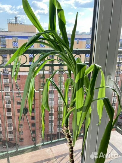 Пальма Юкка 140 см