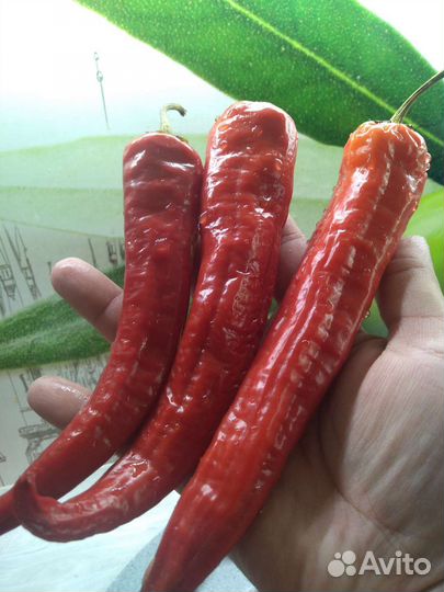 Перец болгарский красный семена
