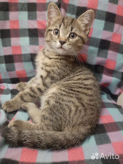 Кошки в добрые руки котята