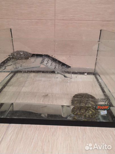 Аквариум с красноухами черепахами