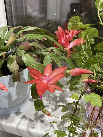 Отводок декабриста