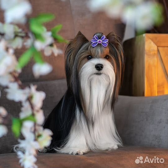 Вязка бивер-кобель (ркф)