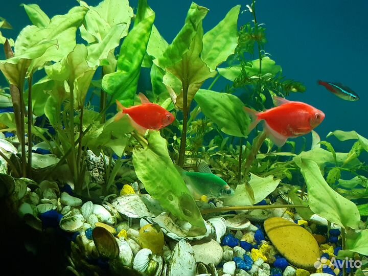 Продам аквариум