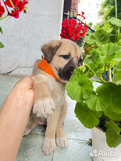 Щенок мальчик в добрые руки