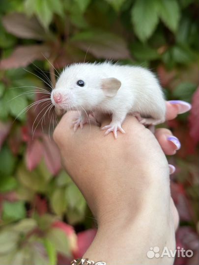 Крысята. Крысенок Дамбо. Крыса дамбо