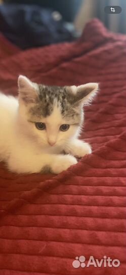 Котик ищет дом