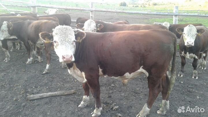 Быки 300+ в Респ Алтай