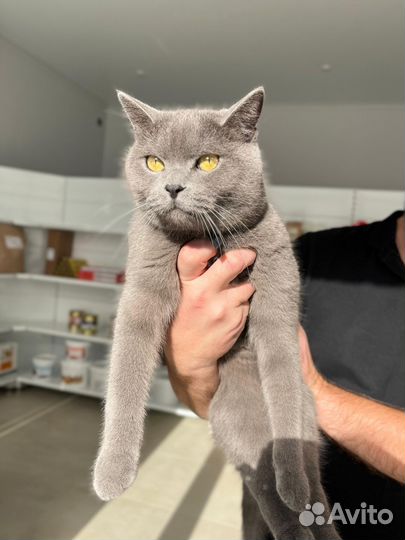 Британский кот