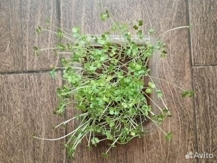 Микрозелень