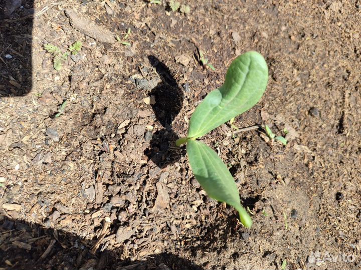 Вьюнок садовый бешеный огурец