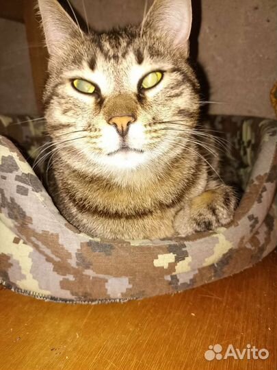 Стерилизованная кошечка ищет дом