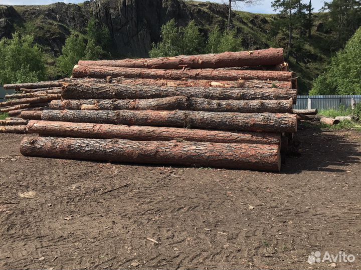 Лес кругляк лиственница