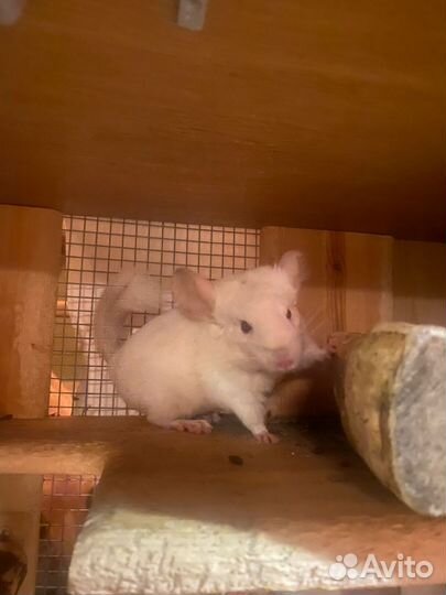 Щенки Шиншилл