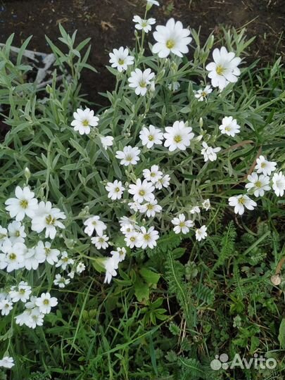 Ясколка, безвременник-осенний крокус