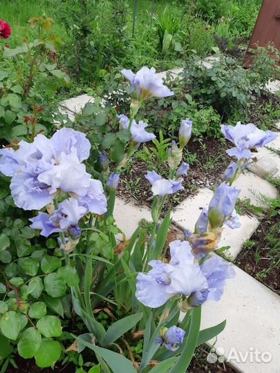 Ирисы бородатые