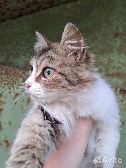 Самая ласковая кошечка в поиске Дома