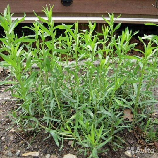 Эстрагон (тархун), рассада