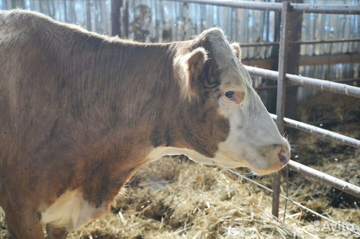 Коровы Герефорд класса класса элита и элита-рекорд