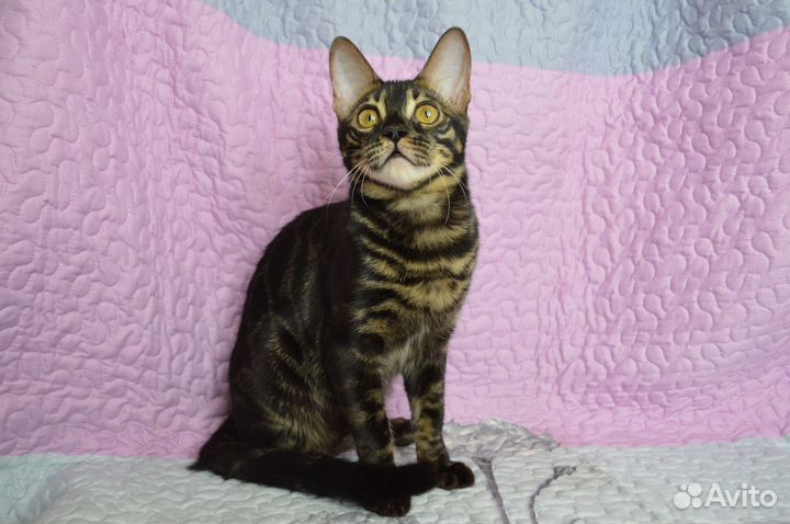 Шикарная бенгалочка