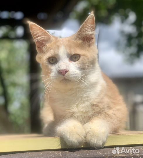 Котята Мейн Кун Девочки