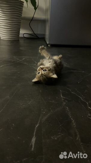 Отдам котенка )