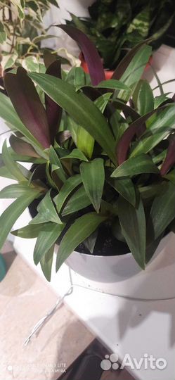 Традесканция рео