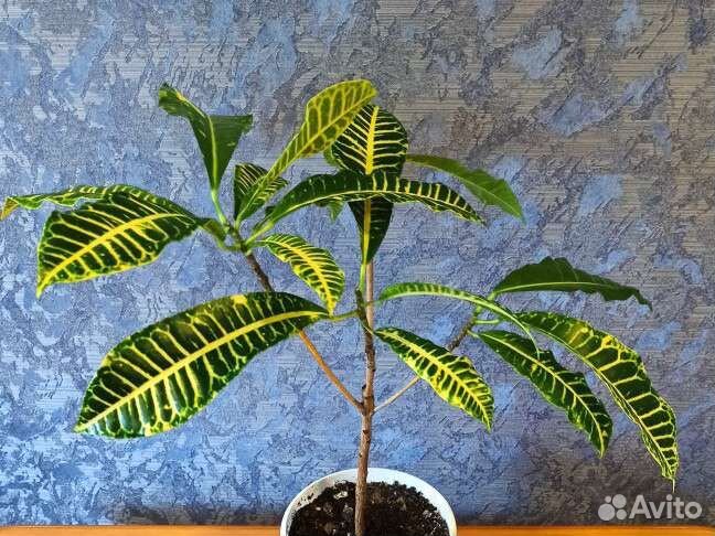 Сортовые кротоны