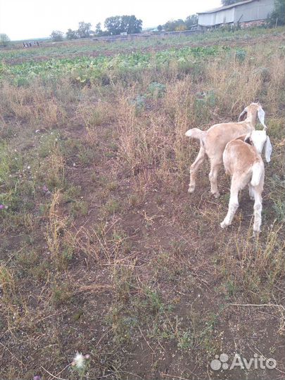 Русская борзая