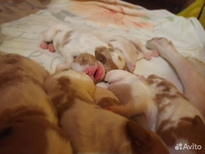 Щенки Бретонский эпаньоль