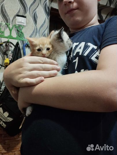 Котята в добрые руки бесплатно