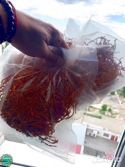 Кордицепс гриб