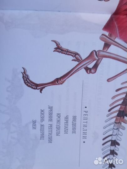 Энциклопедия про динозавров и рептилий