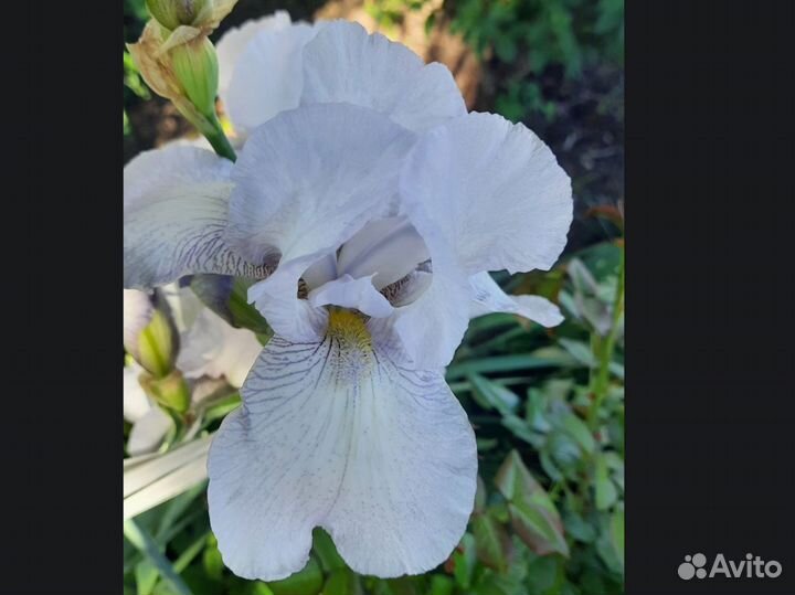 Ирисы бородатые