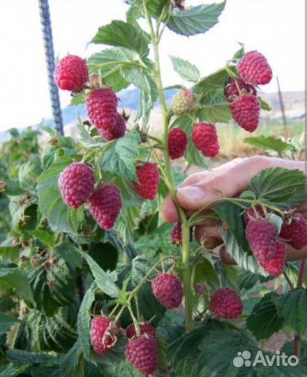 Ремонтантная малина