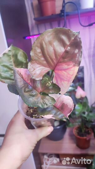 Сингониум клубничный лед galaxy