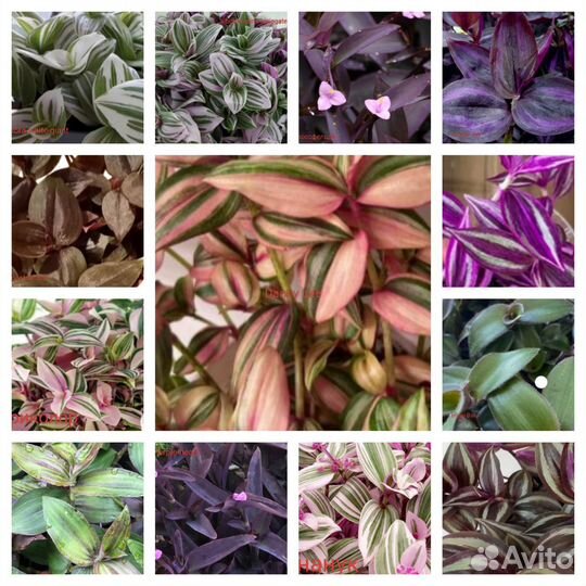 Традесканция на срез