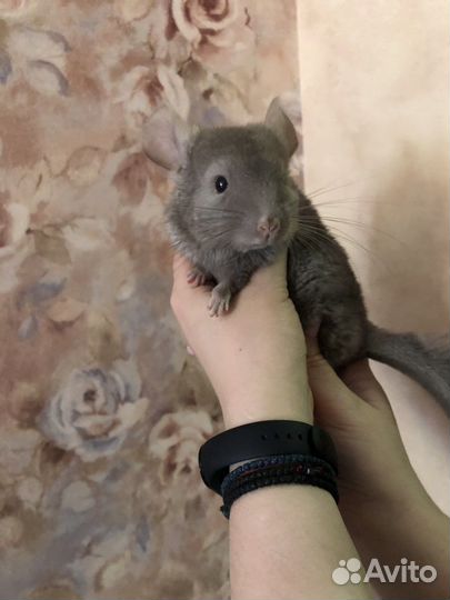 Шиншиллы-девочки