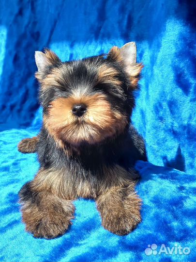 Йоркширский терьер