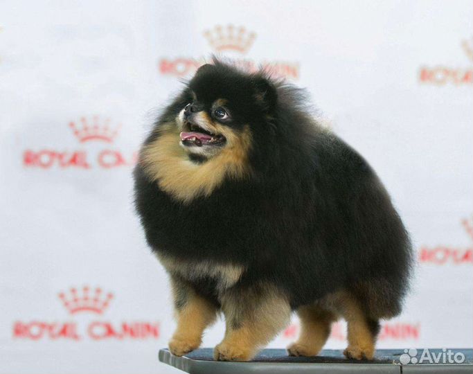 Стрижка шпицев, породный груминг