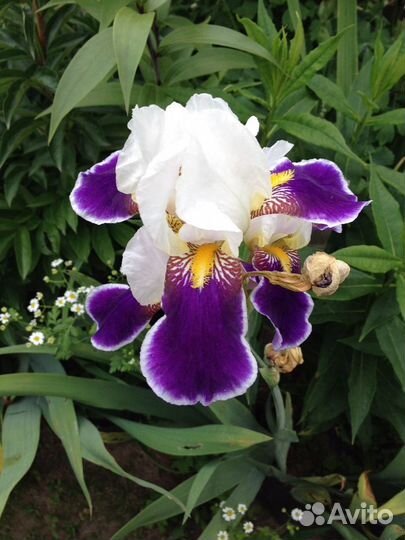 Многолетние цветы,кустарники