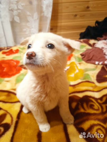 Щенок девочка Тая в добрые руки