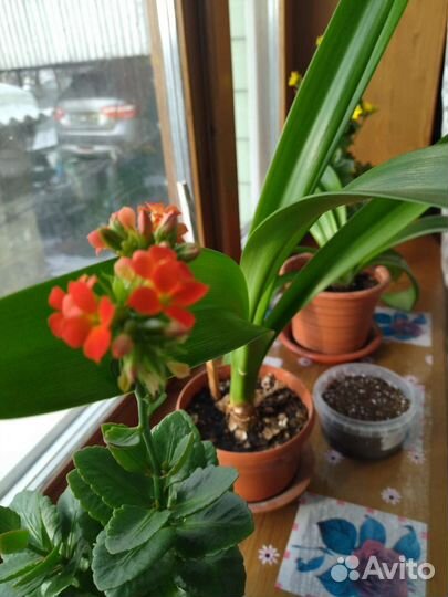 Каланхоэ цветущий