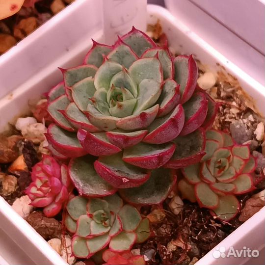 Суккуленты