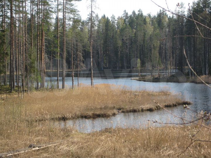 Участок 1,19 га (СНТ, ДНП)