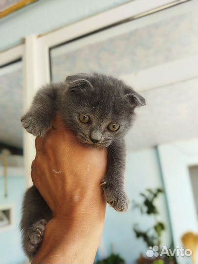 Вислоухие котята