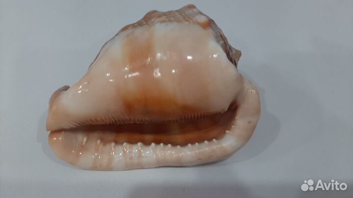 Раковина морская