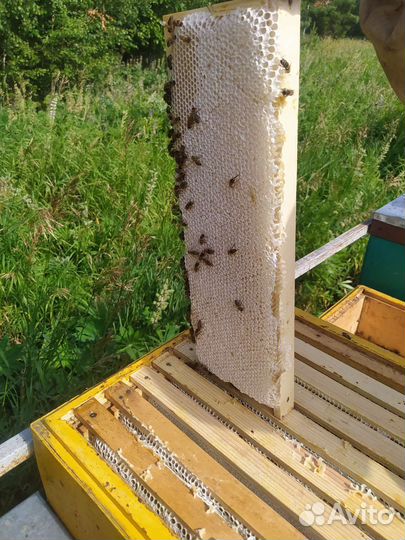 Целебный липовый натуральный мёд