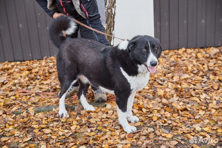 Собака Зара в добрые руки