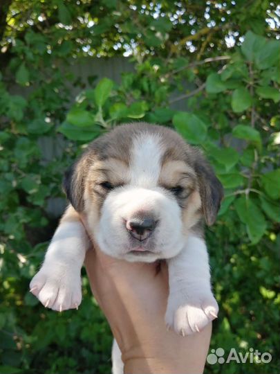 Бигль щенки, питомник, рассрочка