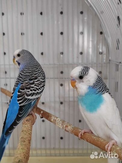 Корелла и волнистый попугай